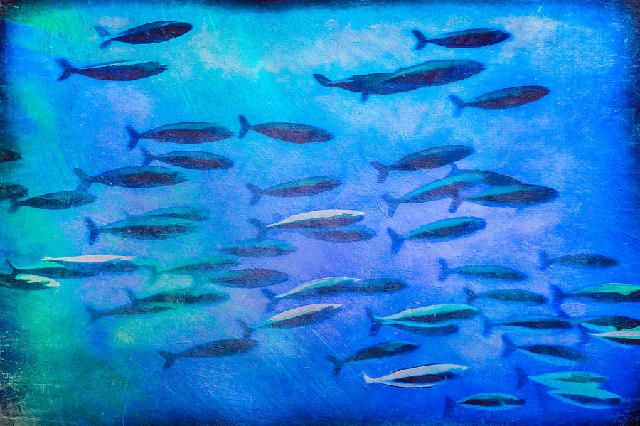 Fish Mixed Media - Fish School by Priya Ghose