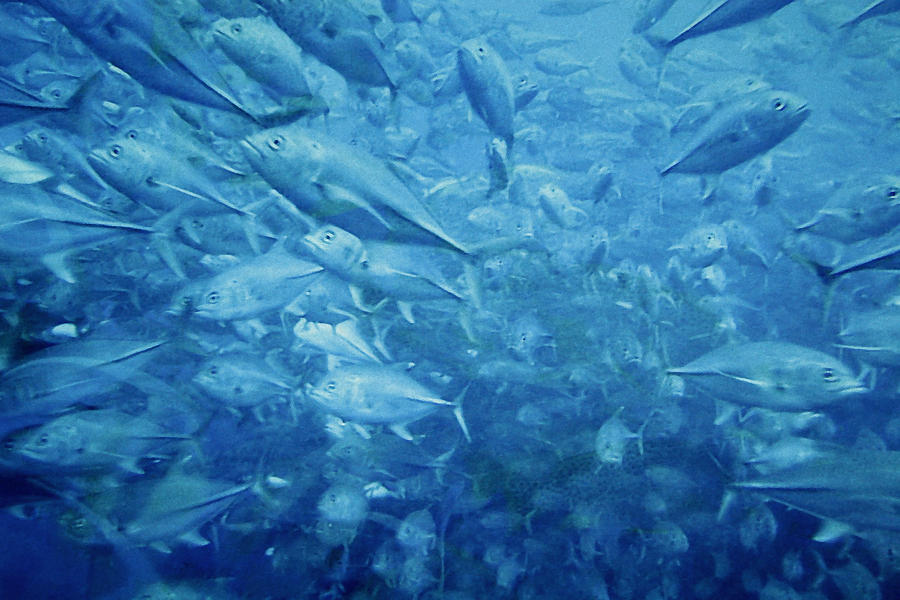 Fish Schooling Harmonious Patterns Throughout The Sea Photograph by Alexandra Till