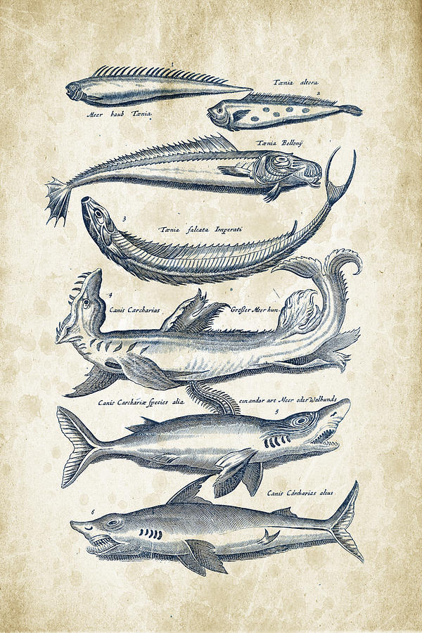 Fish Species Historiae Naturalis 08 - 1657 - 06 Digital Art