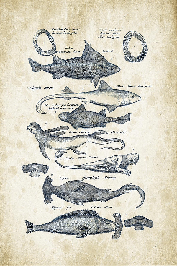 Fish Species Historiae Naturalis 08 - 1657 - 07 Digital Art