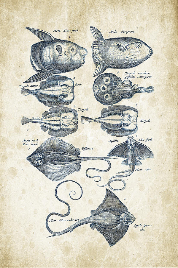 Fish Digital Art - Fish Species Historiae Naturalis 08 - 1657 - 09 by Aged Pixel