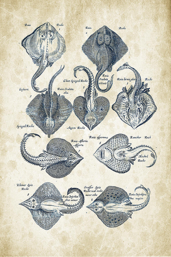 Fish Species Historiae Naturalis 08 - 1657 - 10 Digital Art
