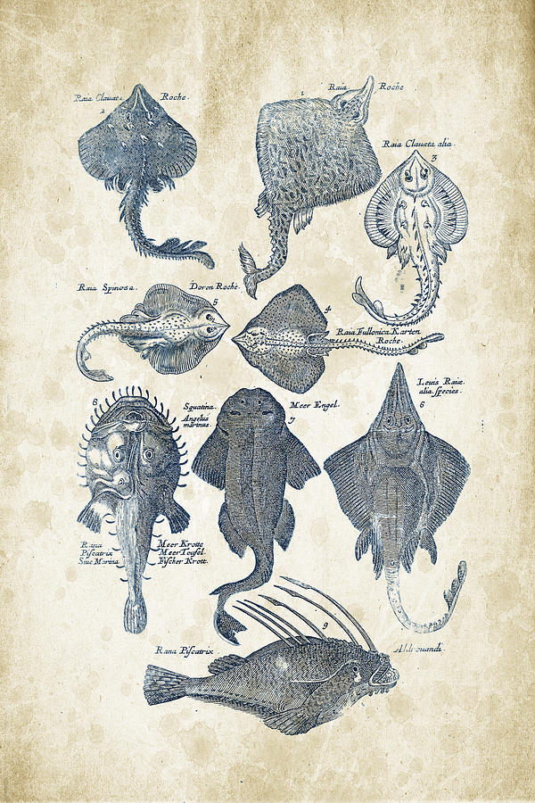 Fish Species Historiae Naturalis 08 - 1657 - 11 Digital Art