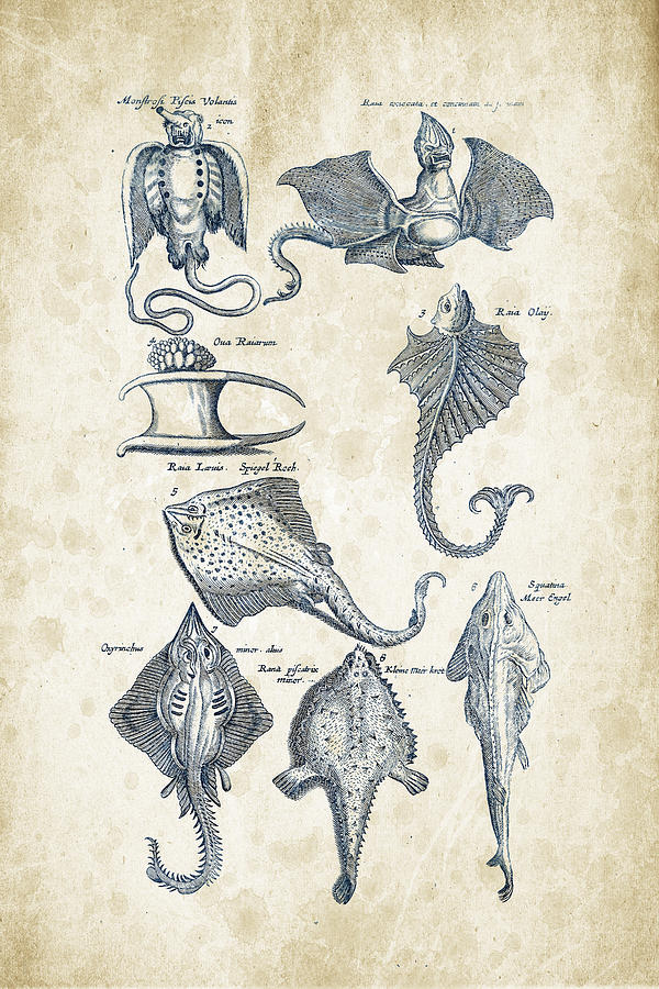 Fish Species Historiae Naturalis 08 - 1657 - 12 Digital Art