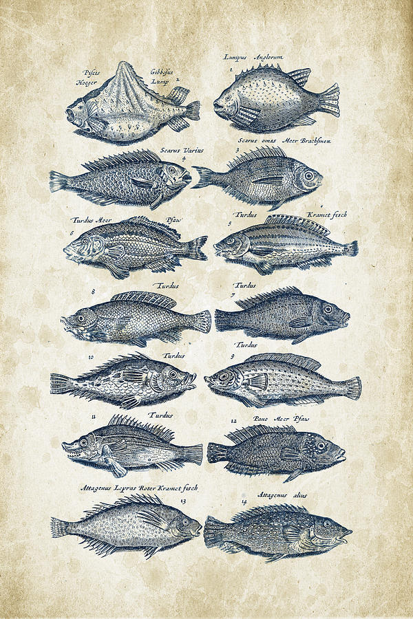 Fish Species Historiae Naturalis 08 - 1657 - 13 Digital Art
