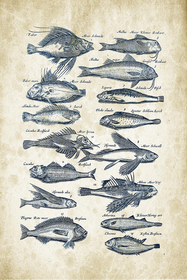 Fish Species Historiae Naturalis 08 - 1657 - 17 Digital Art