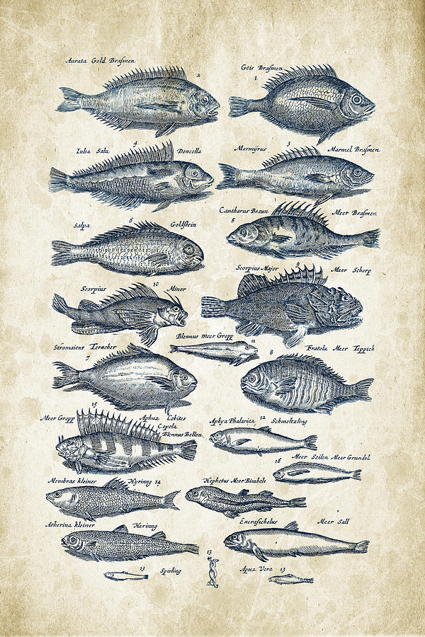 Fish Species Historiae Naturalis 08 - 1657 - 19 Digital Art