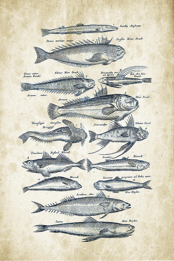 Fish Species Historiae Naturalis 08 - 1657 - 21 Digital Art