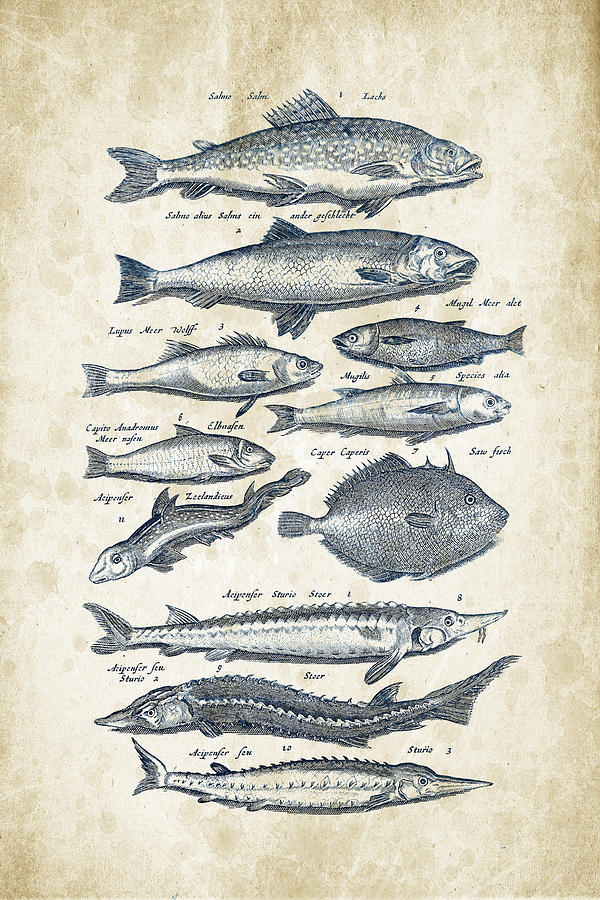 Fish Species Historiae Naturalis 08 - 1657 - 23 Digital Art