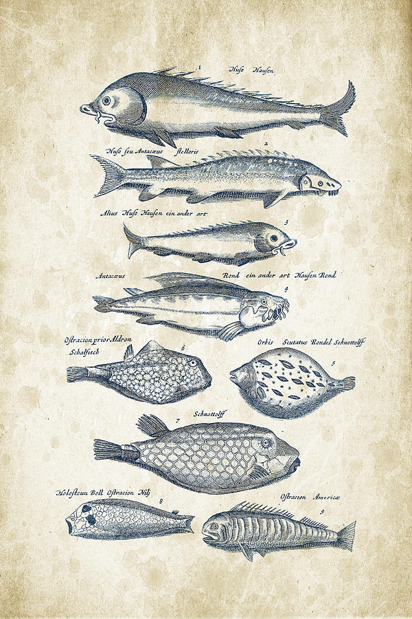 Fish Species Historiae Naturalis 08 - 1657 - 25 Digital Art