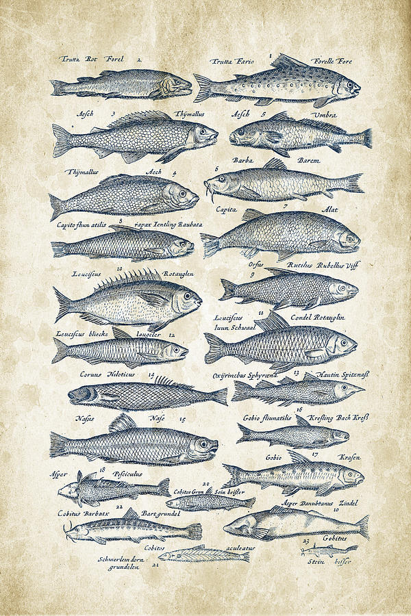 Fish Species Historiae Naturalis 08 - 1657 - 26 Digital Art