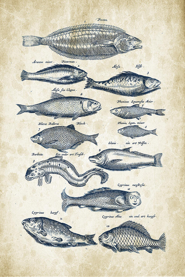 Fish Digital Art - Fish Species Historiae Naturalis 08 - 1657 - 27 by Aged Pixel