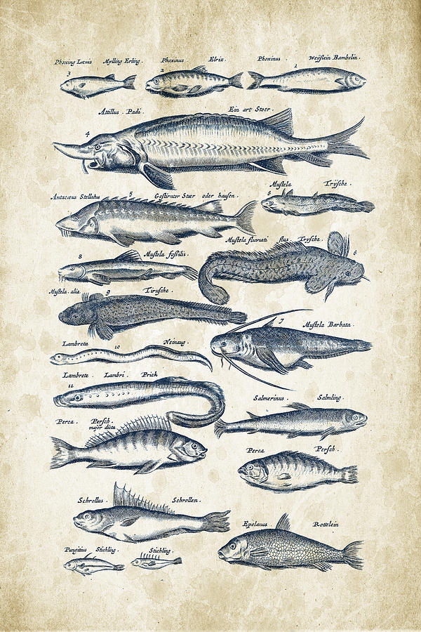 Fish Species Historiae Naturalis 08 - 1657 - 28 Digital Art