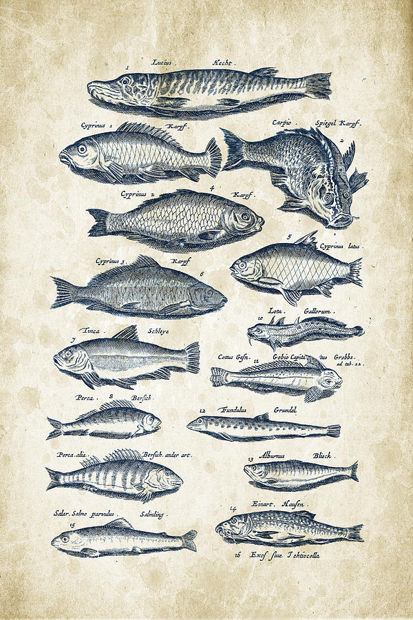 Fish Species Historiae Naturalis 08 - 1657 - 29 Digital Art