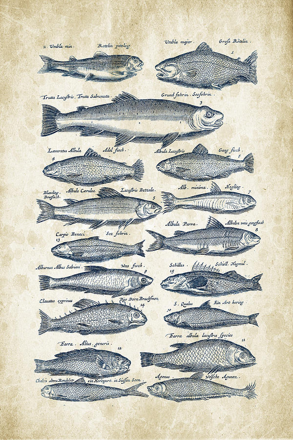 Fish Species Historiae Naturalis 08 - 1657 - 30 Digital Art