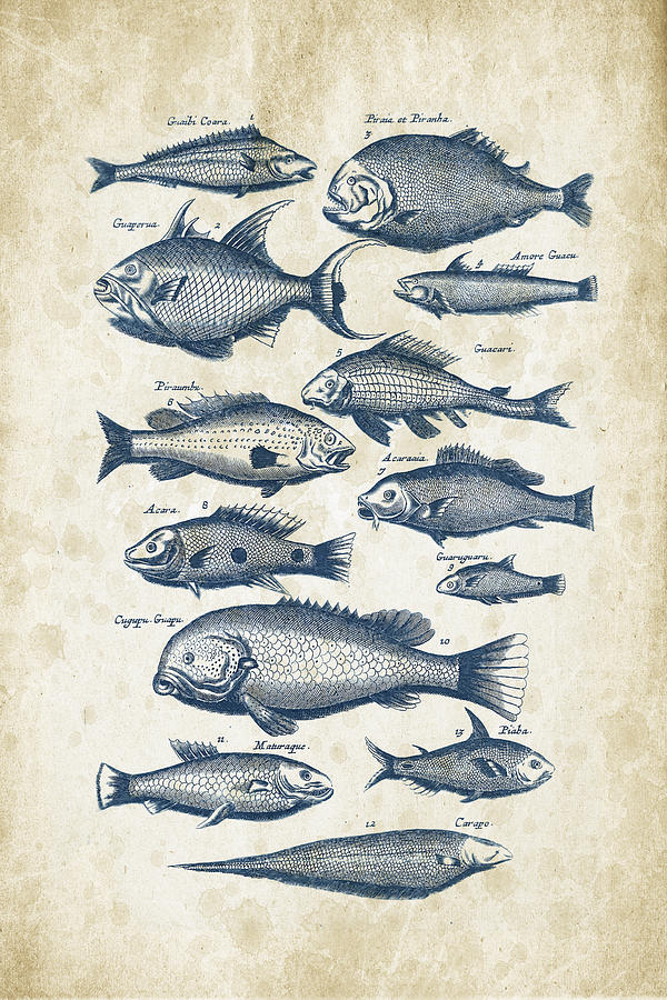 Fish Digital Art - Fish Species Historiae Naturalis 08 - 1657 - 34 by Aged Pixel