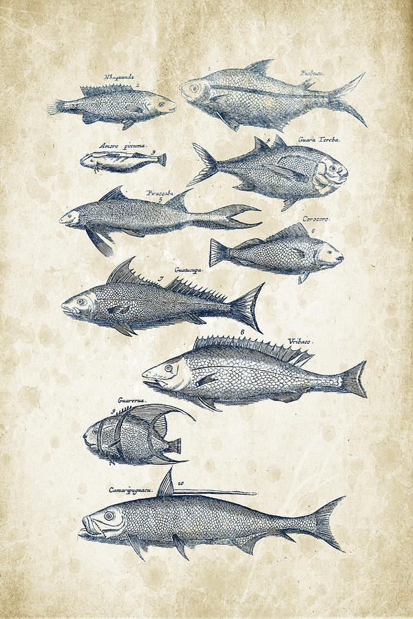 Fish Species Historiae Naturalis 08 - 1657 - 35 Digital Art