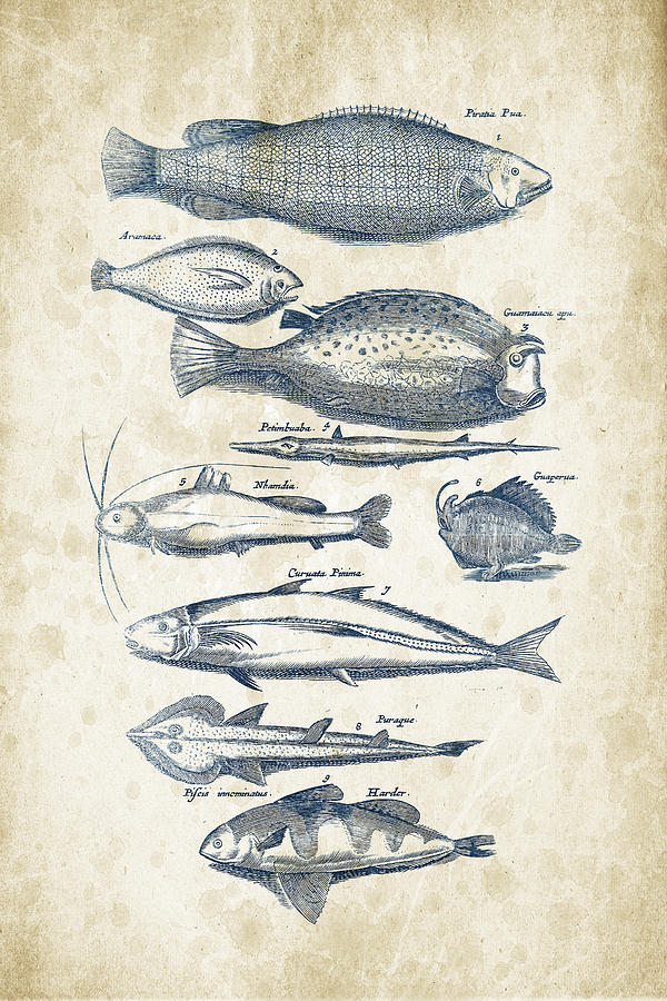 Fish Species Historiae Naturalis 08 - 1657 - 36 Digital Art