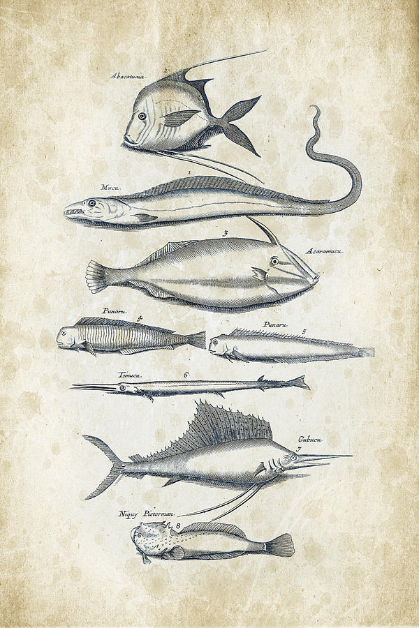 Fish Species Historiae Naturalis 08 - 1657 - 37 Digital Art