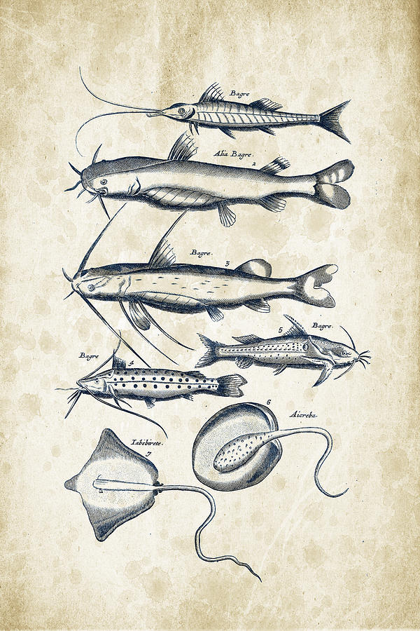 Fish Species Historiae Naturalis 08 - 1657 - 38 Digital Art