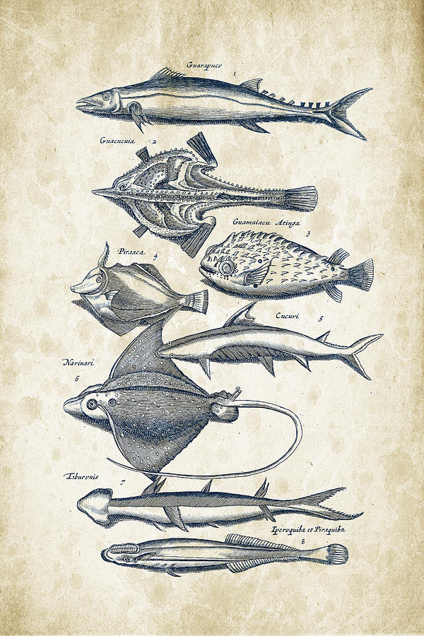 Fish Species Historiae Naturalis 08 - 1657 - 39 Digital Art