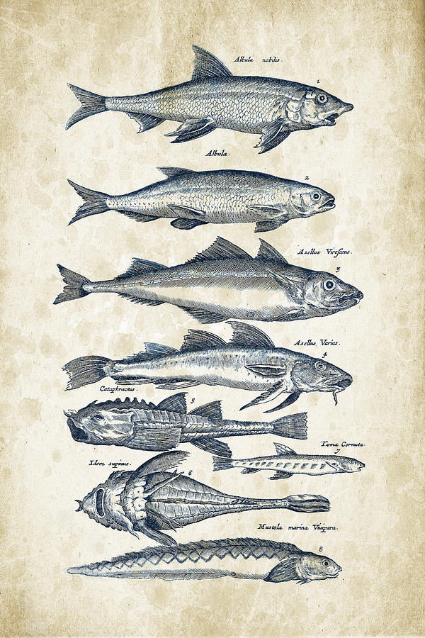 Fish Digital Art - Fish Species Historiae Naturalis 08 - 1657 - 45 by Aged Pixel