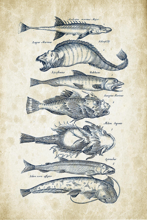 Fish Species Historiae Naturalis 08 - 1657 - 46 Digital Art