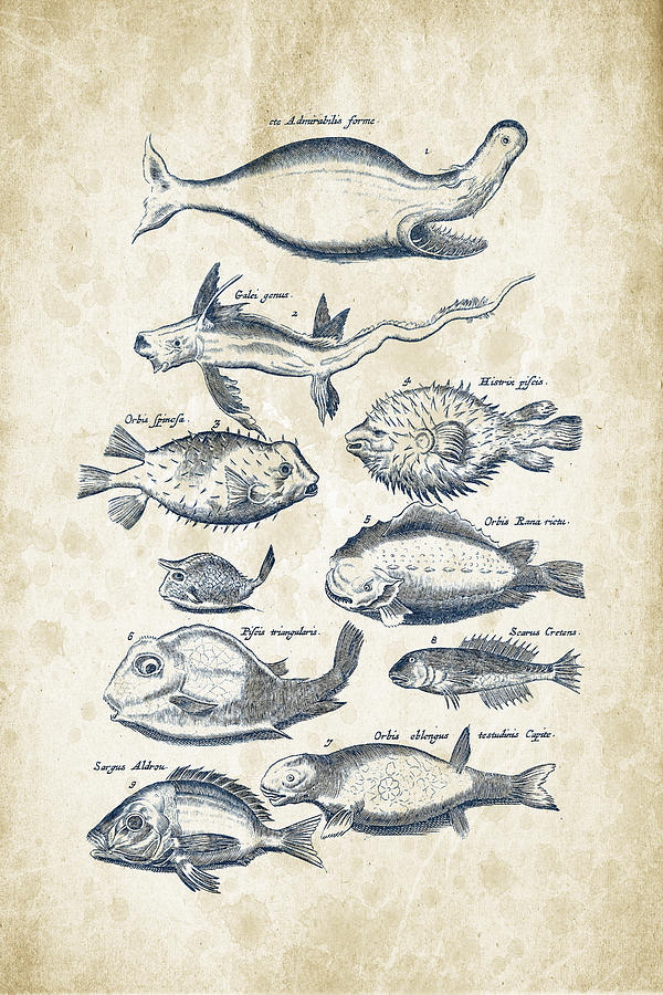 Fish Species Historiae Naturalis 08 - 1657 - 44 Digital Art