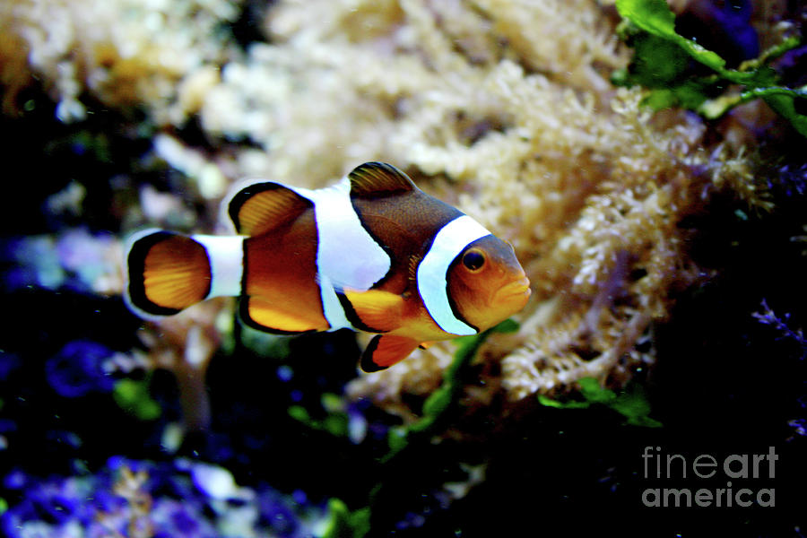 Fish stripes Clownfish Photograph by Toni Hopper