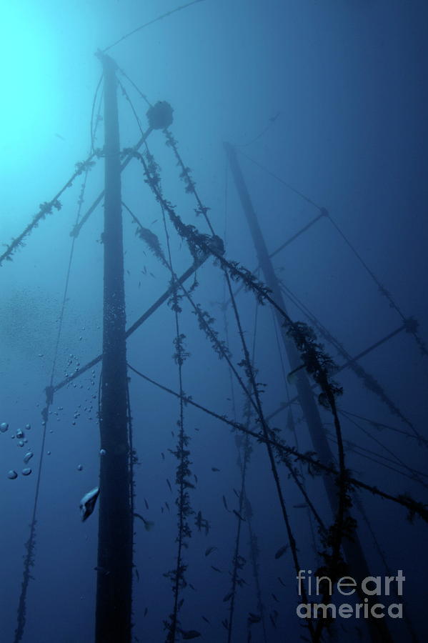 Fish swimming around the mast of the Le Voilier shipwreck underwater Photograph by Sami Sarkis Photography Fish swimming around the mast of the Le Voilier shipwreck underwater Photograph by Sami Sarkis Photography