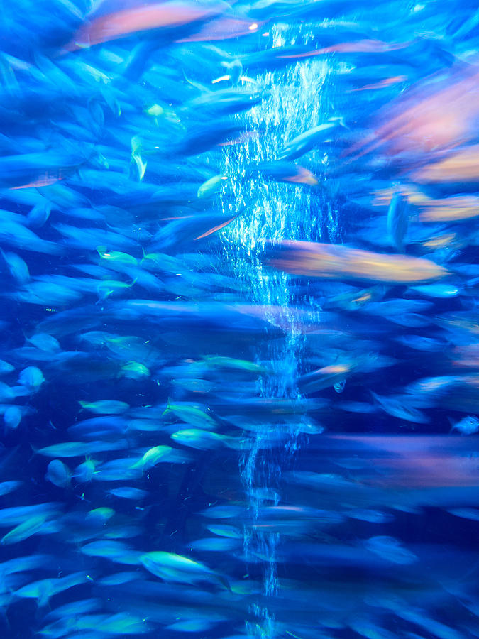 Fish Tank Abstract Photograph by Jouko Lehto