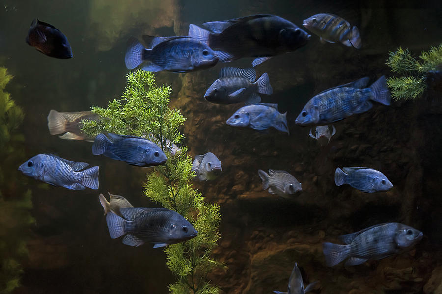 Fish Tank Photograph by John Christopher