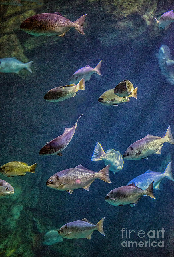 Fish Traffic Photograph by David Zanzinger