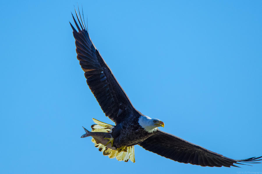 Fish with Wings Photograph by Jeff at JSJ Photography