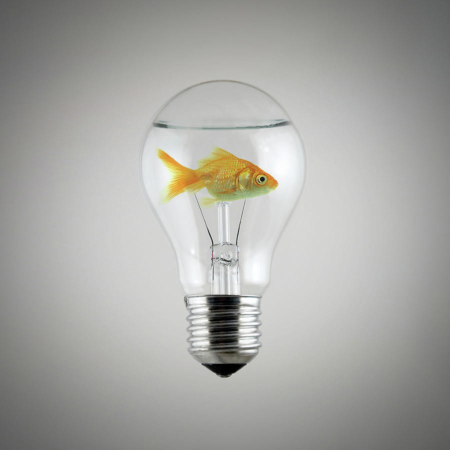 Fish Digital Art - Fish by Zoltan Toth