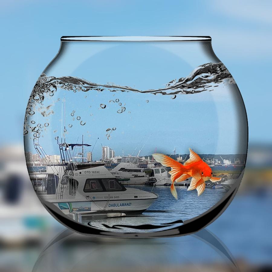 Fishbowl Digital Art by Vijay Sharon Govender