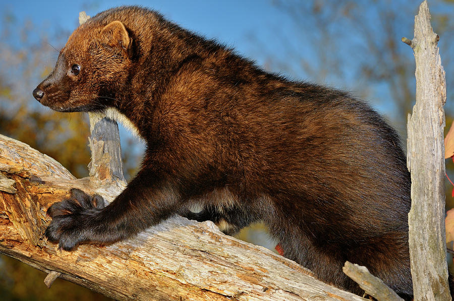 Fisher climbing a dead tree showing large teeth and large paw wi Photograph by Reimar Gaertner