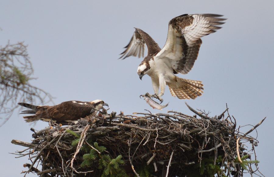 Fisher king Photograph by David Parsons - Fine Art America