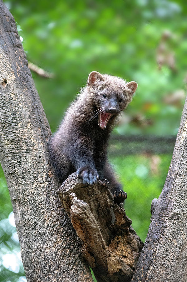 Fisher yawning in fork of tree Photograph by Dan Friend