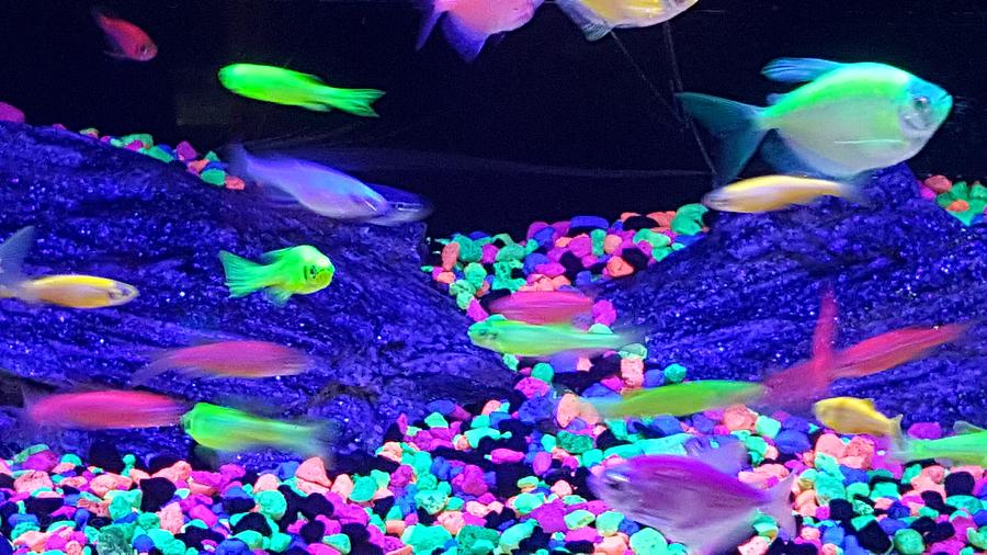 Fishes Neon Photograph