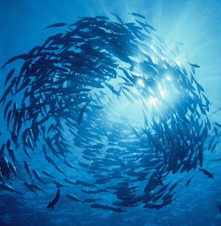 Wildlife Photograph - Fishes Swarm Underwater by Panoramic Images