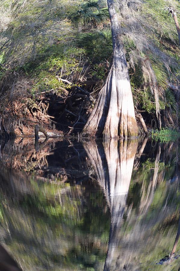 Fisheye Cypress Photograph by Warren Thompson