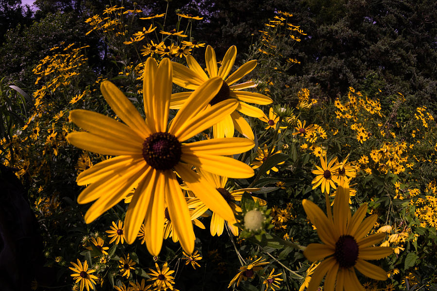 Fisheye Flowers Photograph by Jay Stockhaus