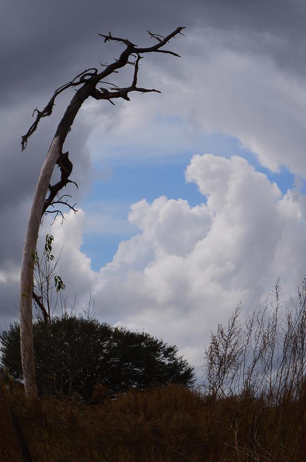 Fisheye Tree and Cloud Photograph by Warren Thompson