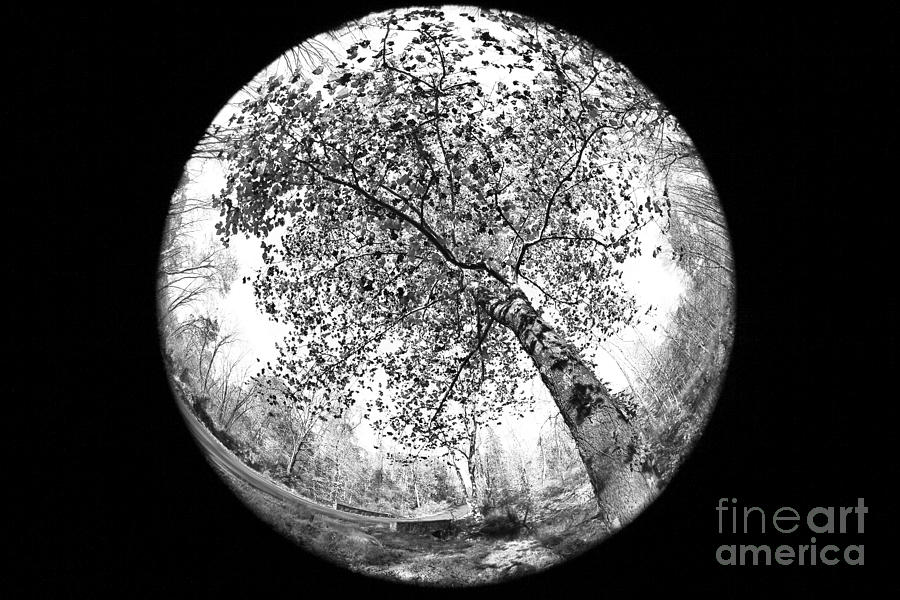 Nature Photograph - Fisheye Tree by John Rizzuto