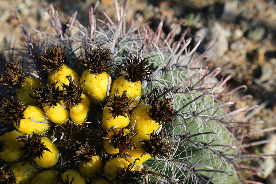 Saguaro National Park Photograph - Fishhook Barrel Cactus 1 by Mary Bedy