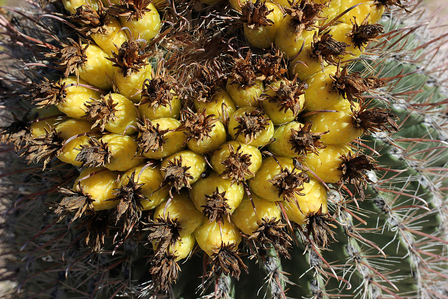Fishhook Barrel Cactus 2 Photograph by Mary Bedy