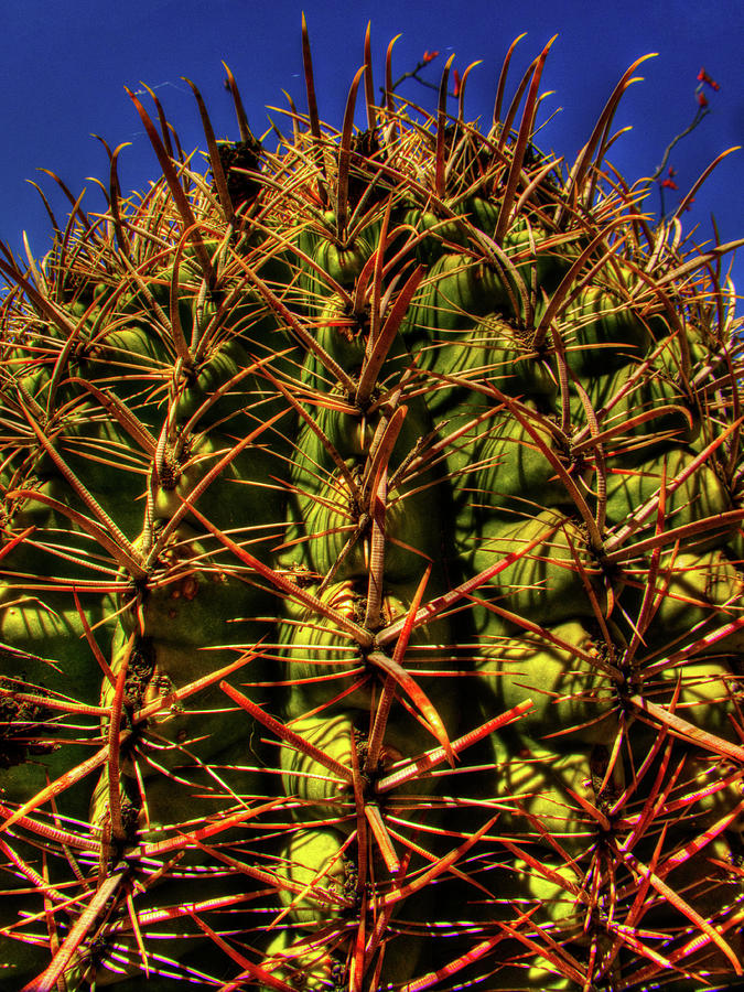 Fishhook Barrel Cactus Photograph by Roger Passman