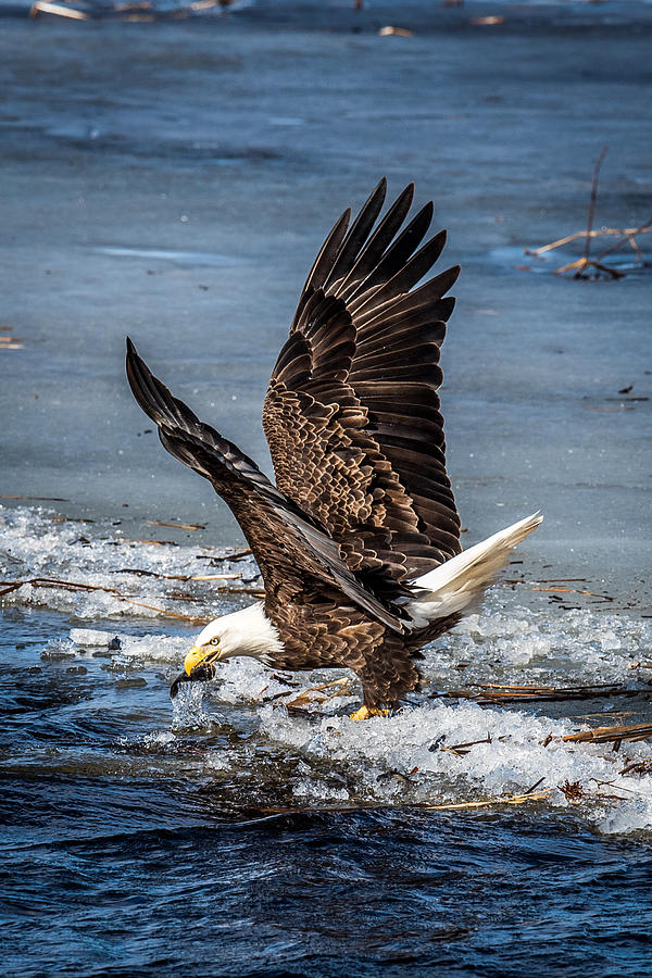 Fishing Bald Eagle Photograph by Paul Freidlund