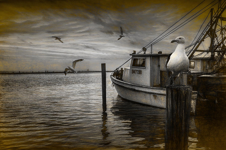 Wildlife Photograph - Fishing Boat and Gulls with Painterly Effects by Randall Nyhof